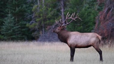 Kanada Kayalıklarında Geyik