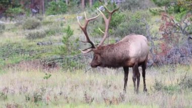 Kanada Kayalıklarında Geyik
