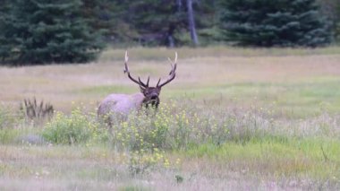 Kanada Kayalıklarında Geyik