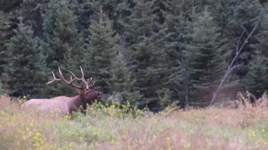 Kanada Kayalıklarında Geyik