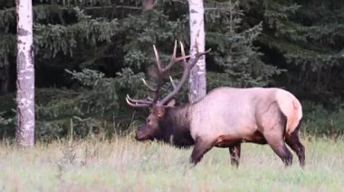 Kanada Kayalıklarında Geyik