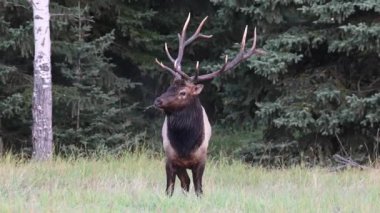 Kanada Kayalıklarında Geyik