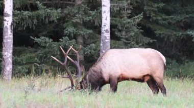 Kanada Kayalıklarında Geyik
