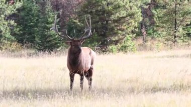 Kanada Kayalıklarında Geyik