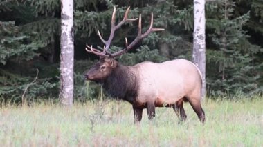 Kanada Kayalıklarında Geyik