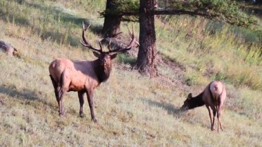 Kanada Kayalıklarında Geyik