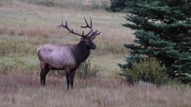 Kanada Kayalıklarında Geyik