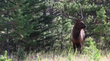 Kanada Kayalıklarında Geyik