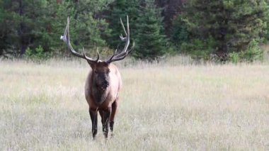 Kanada Kayalıklarında Geyik