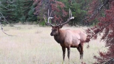 Kanada Kayalıklarında Geyik