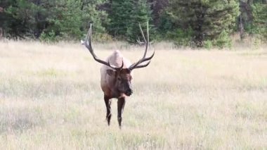 Kanada Kayalıklarında Geyik