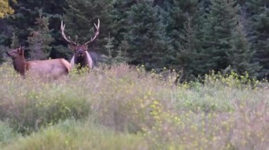 Kanada Kayalıklarında Geyik