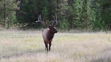 Kanada Kayalıklarında Geyik