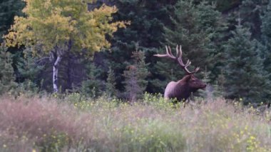 Kanada Kayalıklarında Geyik