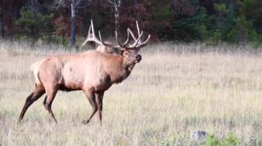 Kanada Kayalıklarında Geyik