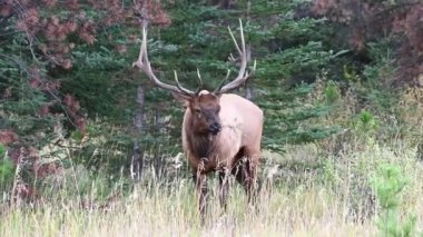 Kanada Kayalıklarında Geyik