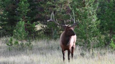Kanada Kayalıklarında Geyik