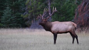 Kanada Kayalıklarında Geyik