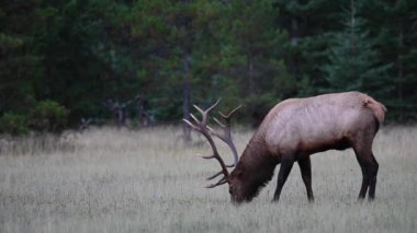 Kanada Kayalıklarında Geyik