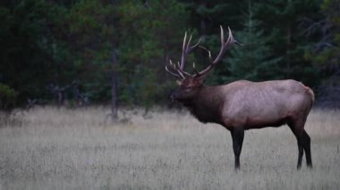 Kanada Kayalıklarında Geyik