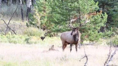 Kanada Kayalıklarında Geyik