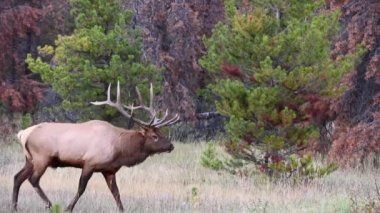 Kanada Kayalıklarında Geyik