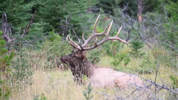 Alce Las Montañas Rocosas Canadienses — Vídeo de stock