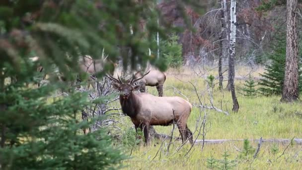 Elk Canadese Rockies — Stockvideo