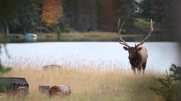 Elch Den Kanadischen Rocky Mountains — Stockvideo