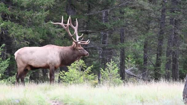 Elch Den Kanadischen Rocky Mountains — Stockvideo