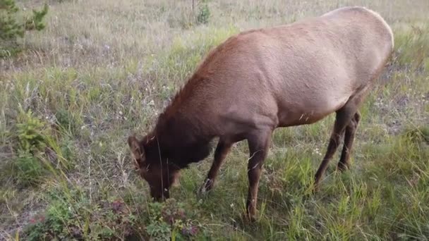 Elch Den Kanadischen Rocky Mountains — Stockvideo