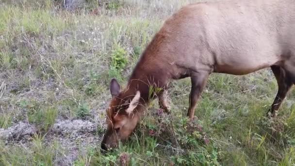 Elch Den Kanadischen Rocky Mountains — Stockvideo