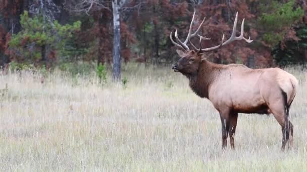 Elch Den Kanadischen Rocky Mountains — Stockvideo