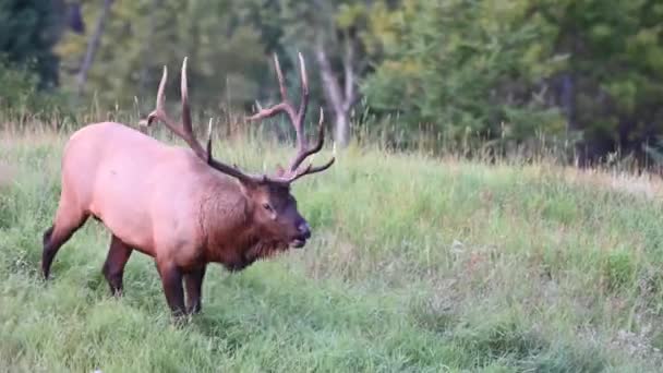 Elch Den Kanadischen Rocky Mountains — Stockvideo