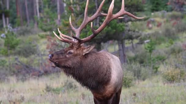 Elk ในแคนาดา Rockies — วีดีโอสต็อก