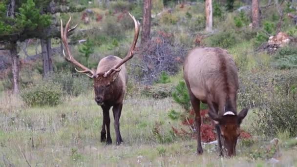 Elch Den Kanadischen Rocky Mountains — Stockvideo