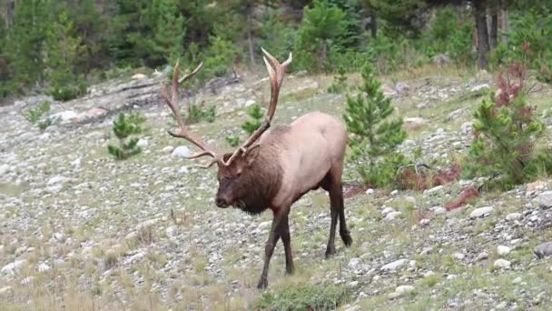 Elch Den Kanadischen Rocky Mountains — Stockvideo