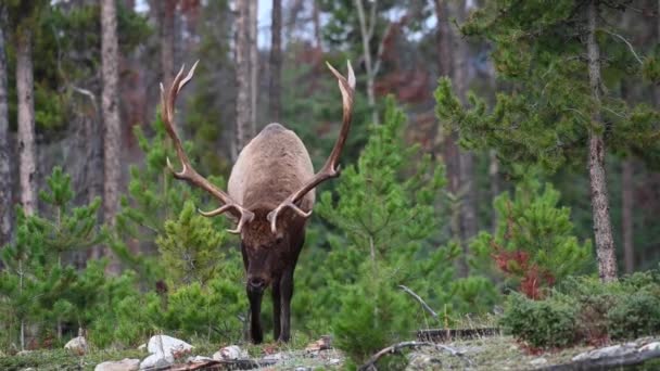 Elch Den Kanadischen Rocky Mountains — Stockvideo