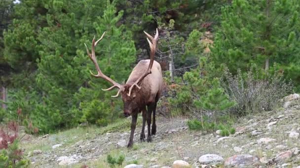 Alce Nelle Montagne Rocciose Canadesi — Video Stock