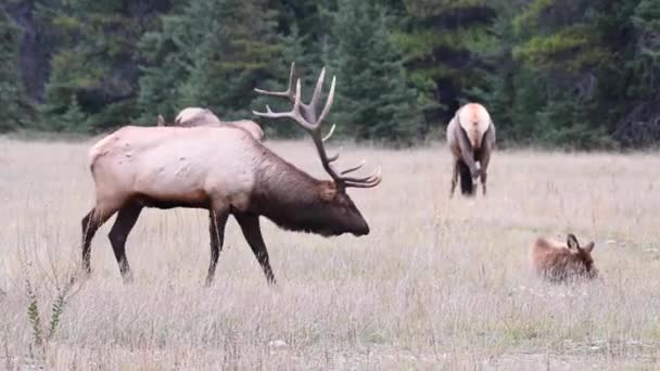 Alce Nelle Montagne Rocciose Canadesi — Video Stock