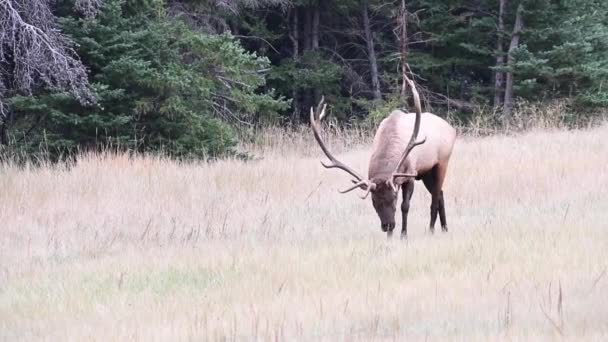 Elk Canadese Rockies — Stockvideo