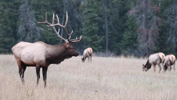 Elch Den Kanadischen Rocky Mountains — Stockvideo