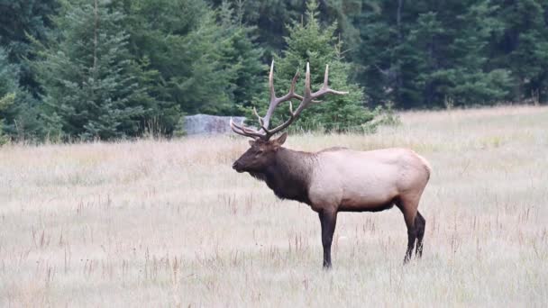 Alce Nelle Montagne Rocciose Canadesi — Video Stock