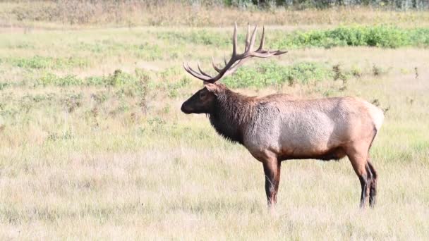 Wapiti Dans Les Rocheuses Canadiennes — Video