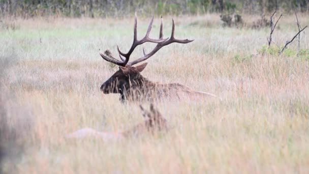 Älg Kanadensiska Klipporna — Stockvideo