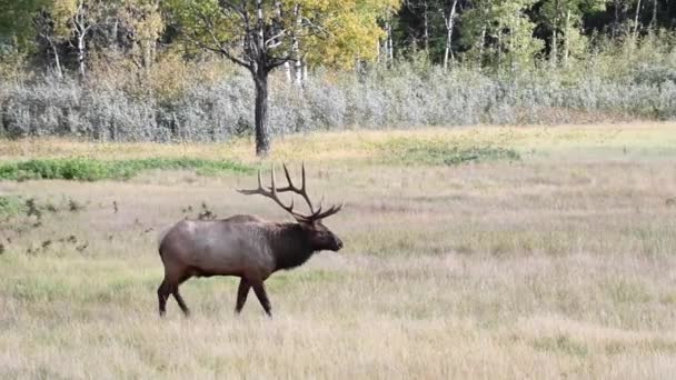 Elch Den Kanadischen Rocky Mountains — Stockvideo