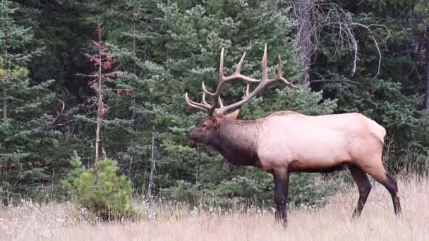 Elch Den Kanadischen Rocky Mountains — Stockvideo