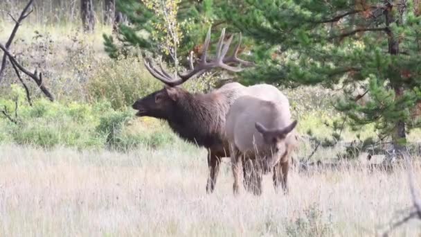 Alce Las Montañas Rocosas Canadienses — Vídeos de Stock