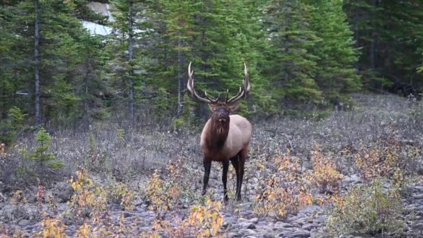 Alce Nelle Montagne Rocciose Canadesi — Video Stock