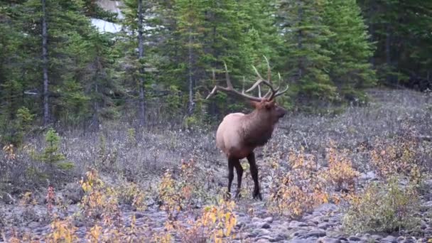 Alce Nelle Montagne Rocciose Canadesi — Video Stock